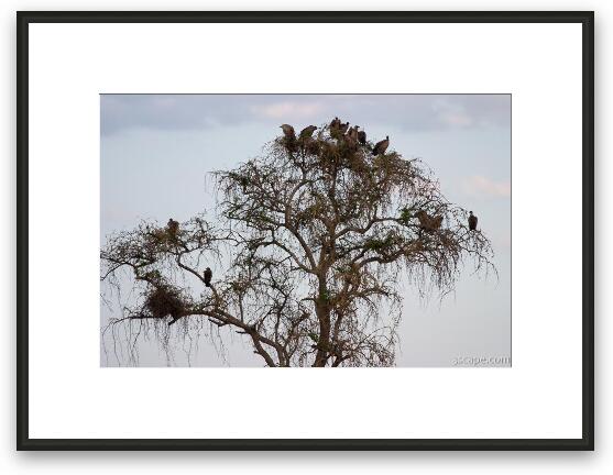 Group of vultures waiting for their turn to feast Framed Fine Art Print