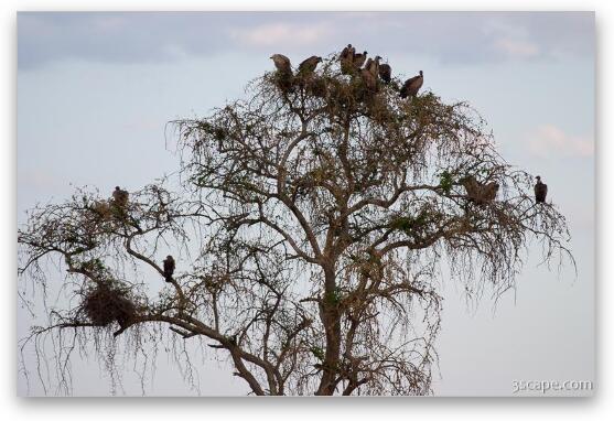 Group of vultures waiting for their turn to feast Fine Art Print