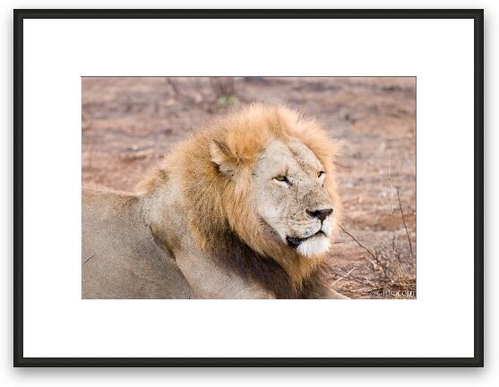 Lion (Simba in Kiswahili) Framed Fine Art Print