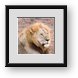 Buy Framed Print
