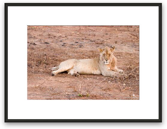 Young male lion Framed Fine Art Print