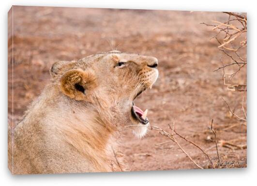 Lion yawning (or is it roaring) Fine Art Canvas Print