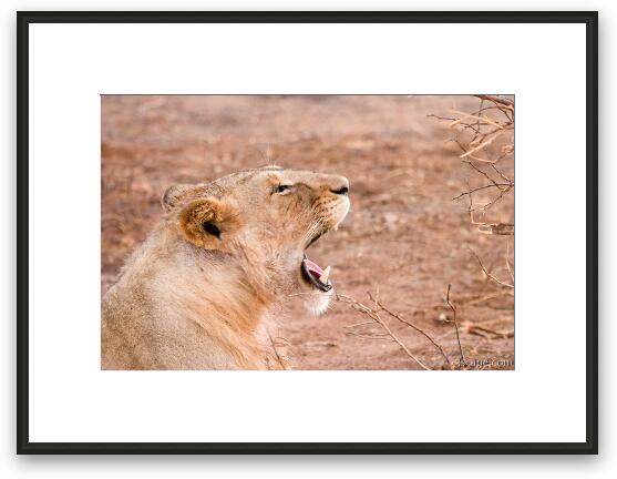 Lion yawning (or is it roaring) Framed Fine Art Print