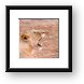 Lion yawning (or is it roaring) Framed Print
