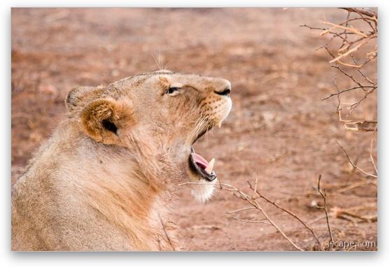 Lion yawning (or is it roaring) Fine Art Print