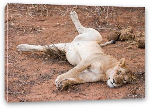 Lounging lion, just like my house cat Fine Art Canvas Print