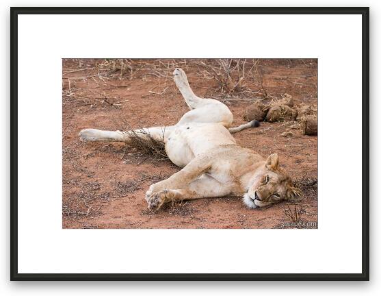 Lounging lion, just like my house cat Framed Fine Art Print