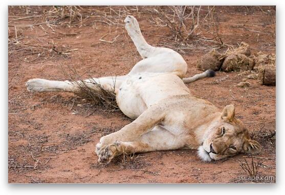 Lounging lion, just like my house cat Fine Art Metal Print