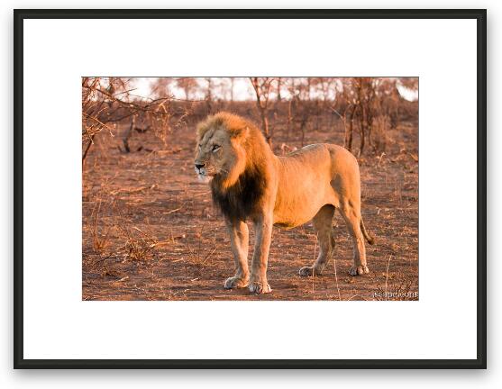 Lion Framed Fine Art Print