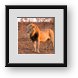 Buy Framed Print