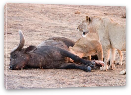 Lions munching on a freshly killed cape buffalo Fine Art Canvas Print