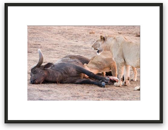 Lions munching on a freshly killed cape buffalo Framed Fine Art Print