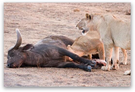 Lions munching on a freshly killed cape buffalo Fine Art Metal Print