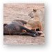 Lions munching on a freshly killed cape buffalo Metal Print