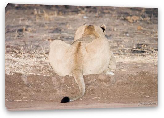 Lion butt Fine Art Canvas Print