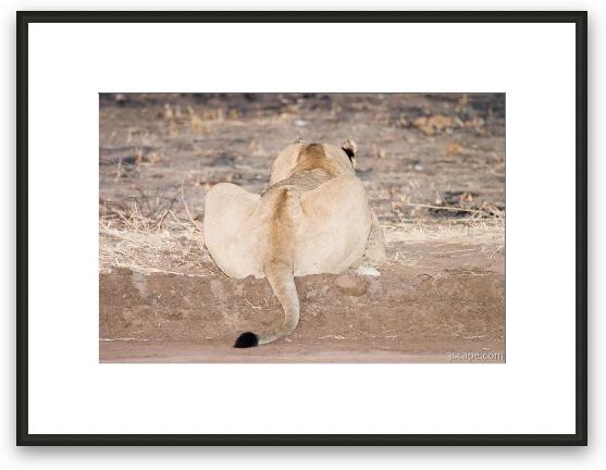 Lion butt Framed Fine Art Print