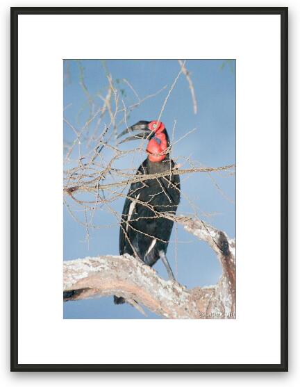 Southern Ground Hornbill Framed Fine Art Print