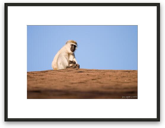 African Vervet Monkey Framed Fine Art Print