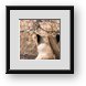 Buy Framed Print