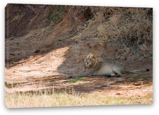Lion resting in the shade Fine Art Canvas Print