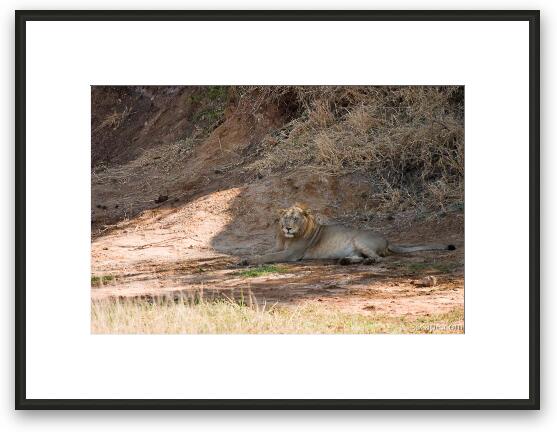 Lion resting in the shade Framed Fine Art Print