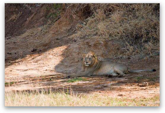 Lion resting in the shade Fine Art Metal Print