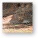 Lion resting in the shade Metal Print