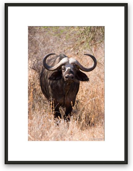 Cape Buffalo Framed Fine Art Print