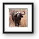 Cape Buffalo Framed Print
