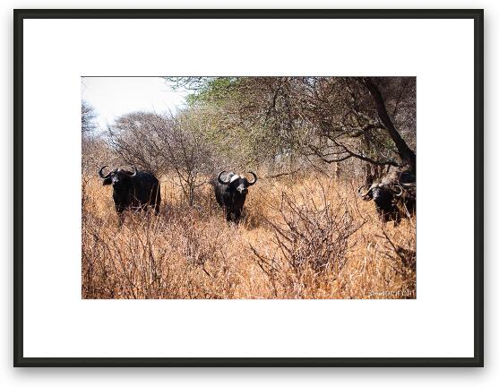 Few Cape Buffalo Framed Fine Art Print