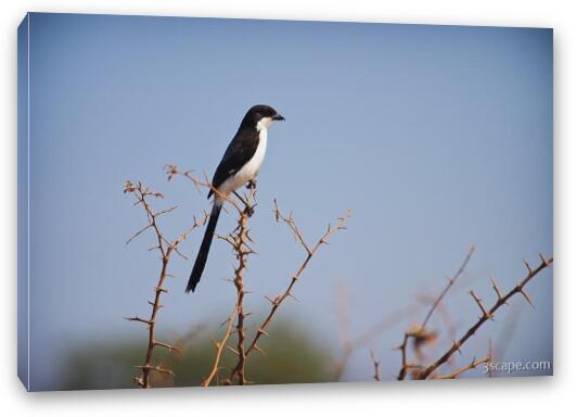 Long-tailed Fiscal Shrike Fine Art Canvas Print