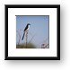 Buy Framed Print