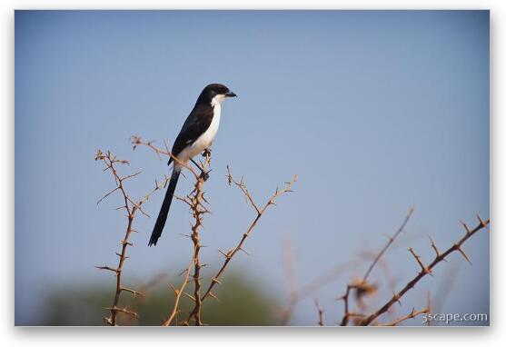 Long-tailed Fiscal Shrike Fine Art Metal Print