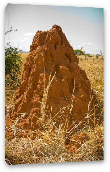 Large termite mound Fine Art Canvas Print