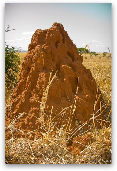 Large termite mound Fine Art Metal Print
