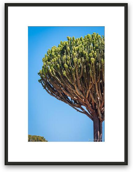 Candelabra tree Framed Fine Art Print