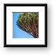Candelabra tree Framed Print