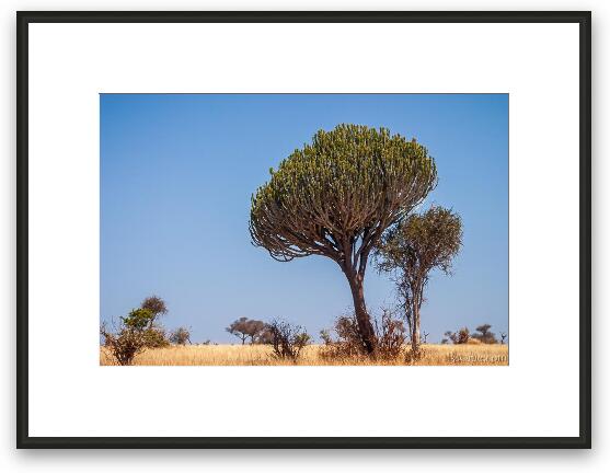 Candelabra tree Framed Fine Art Print