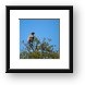 Black-chested Snake Eagle Framed Print