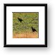 Southern Ground Hornbill Framed Print