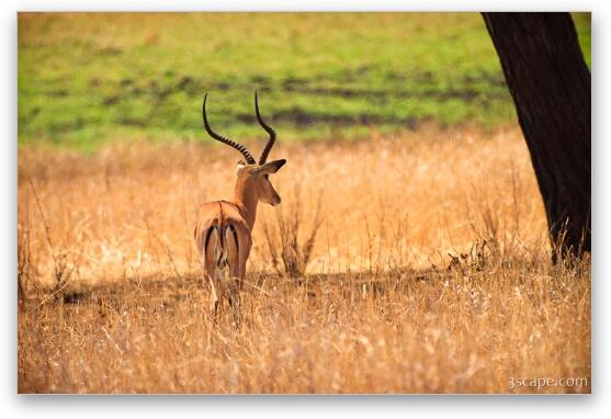 Male Impala Fine Art Metal Print