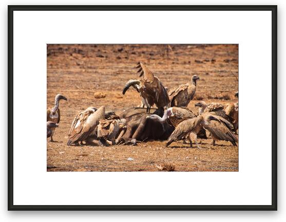Vultures feeding on a dead buffalo Framed Fine Art Print