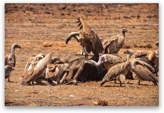 Vultures feeding on a dead buffalo Fine Art Metal Print