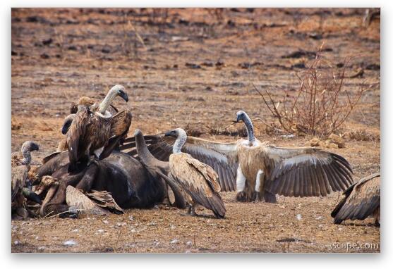 Vultures feeding on a dead buffalo Fine Art Metal Print