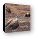 Ruppell's Griffon Vulture Canvas Print