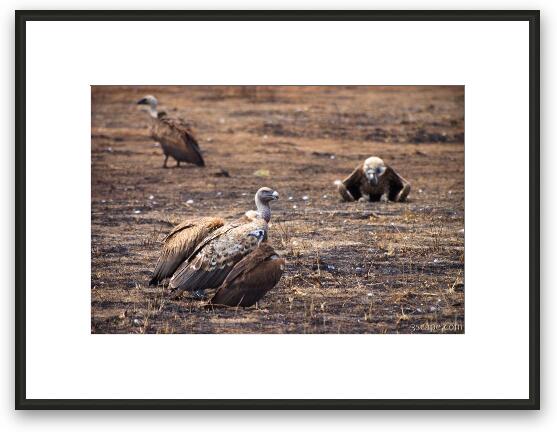 Ruppell's Griffon Vulture Framed Fine Art Print
