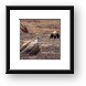 Ruppell's Griffon Vulture Framed Print