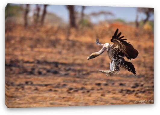 Vulture coming in for a landing Fine Art Canvas Print