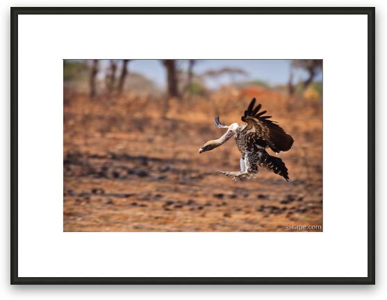 Vulture coming in for a landing Framed Fine Art Print