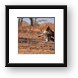 Vulture coming in for a landing Framed Print